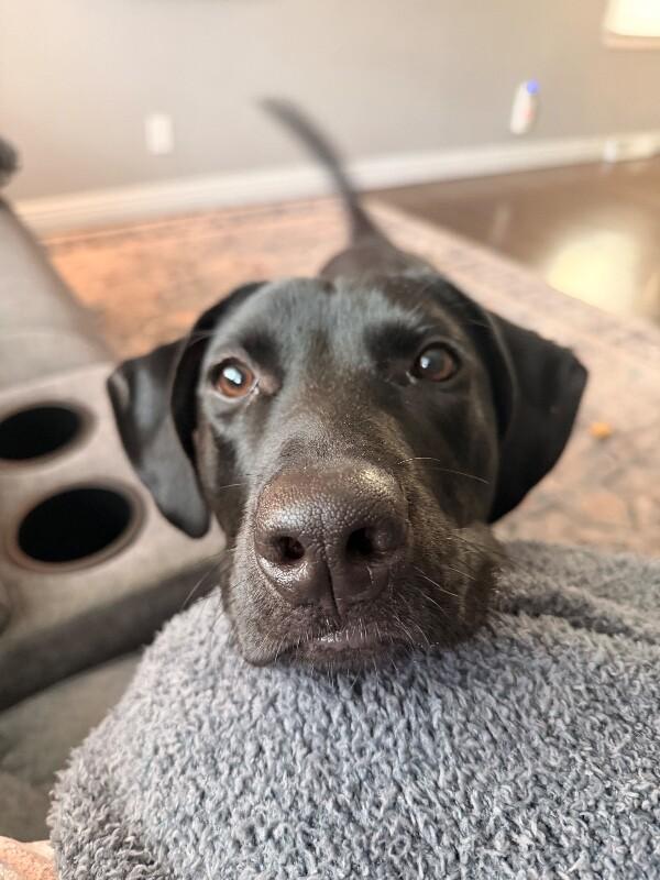 Enlarge Cooper, a Adoptable mixed breed in Berkeley Heights, NJ image 3/6