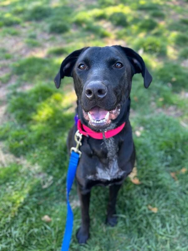 Enlarge Cooper, a Adoptable mixed breed in Berkeley Heights, NJ image 5/6