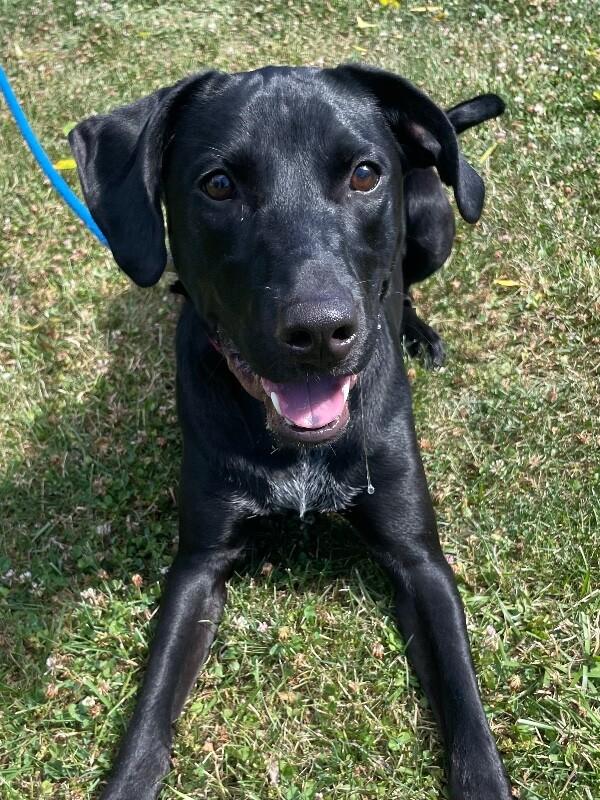 Enlarge Cooper, a Adoptable mixed breed in Berkeley Heights, NJ image 6/6