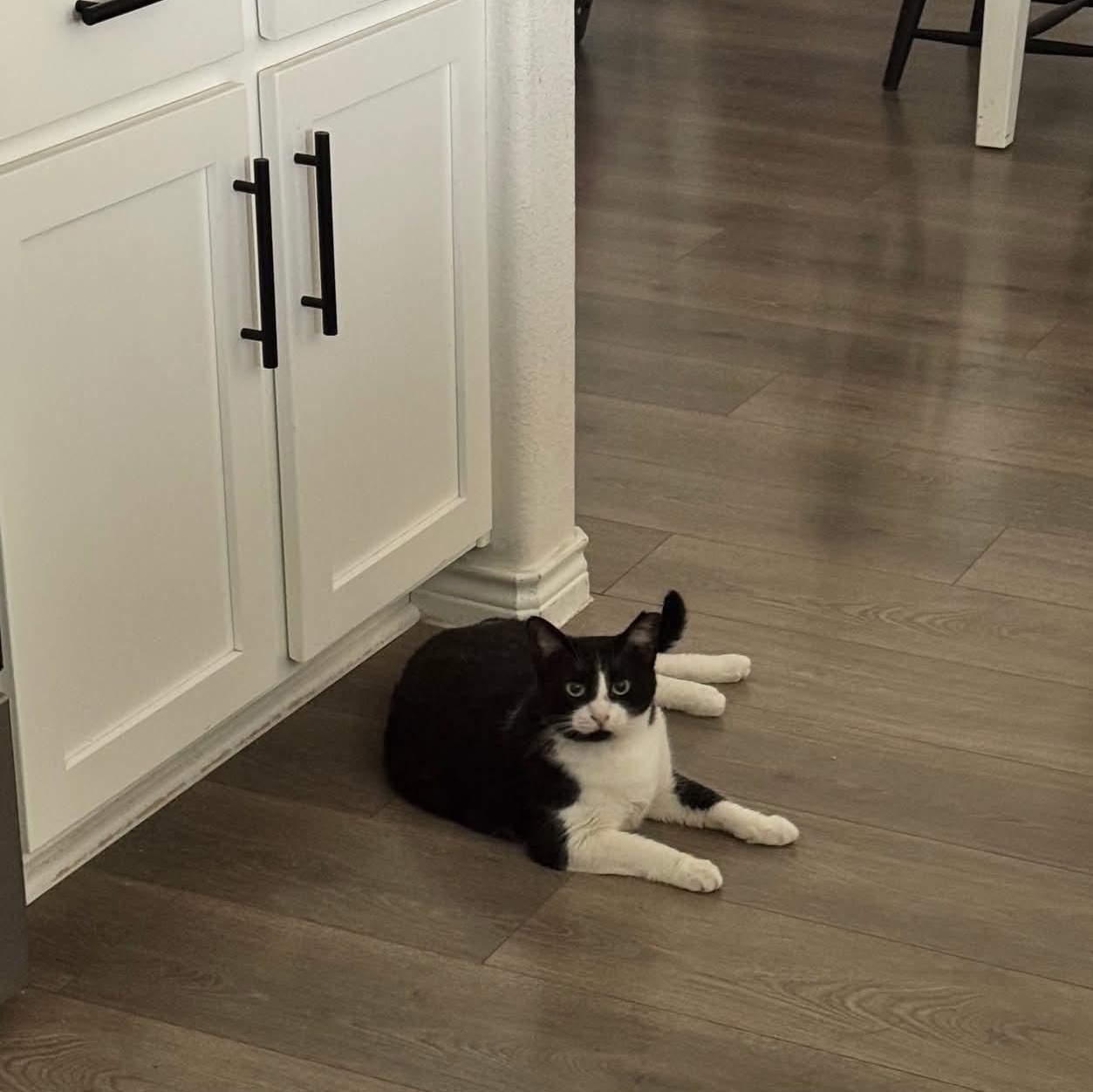 Enlarge Scuba, a ADOPTABLE Domestic Short Hair in Anna, TX image 1/1