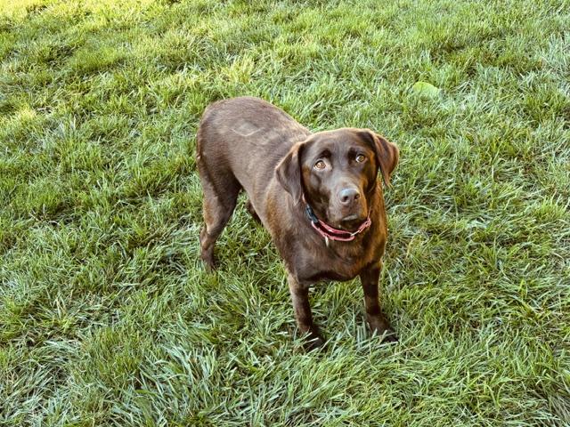 Candy, a Adoptable Labrador Retriever in Indianapolis, IN image 3/4