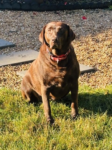 Candy, a Adoptable Labrador Retriever in Indianapolis, IN image 2/4