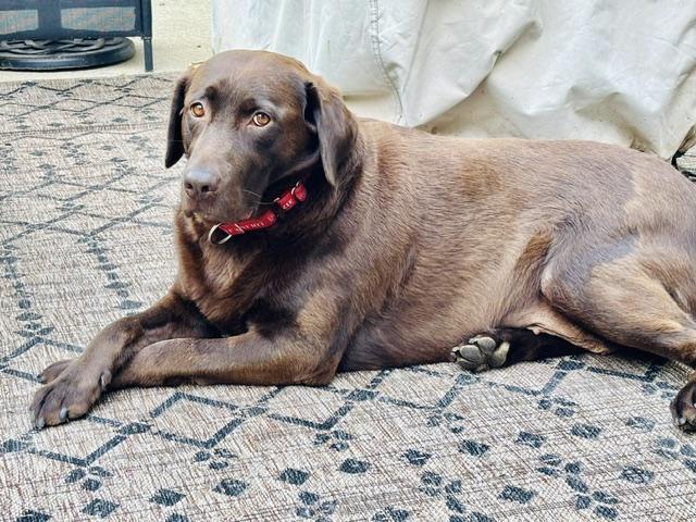 Candy, Adoptable, Young Female Labrador Retriever.