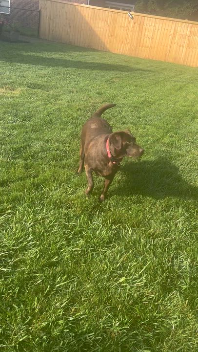 Enlarge Candy, a Adoptable Labrador Retriever in Indianapolis, IN video 4/4