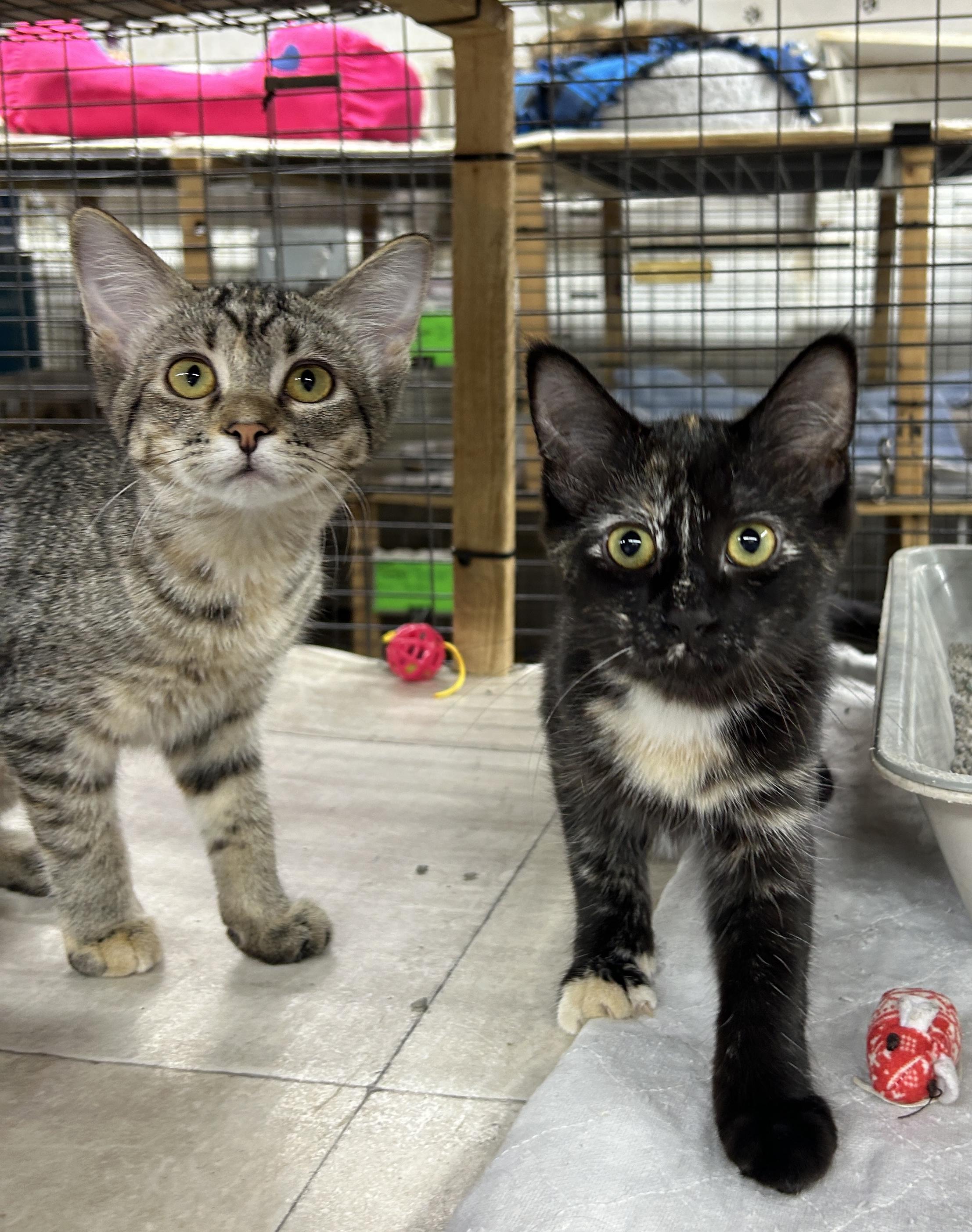 Enlarge Abigail, a Adoptable Domestic Short Hair in Avon, OH image 1/3