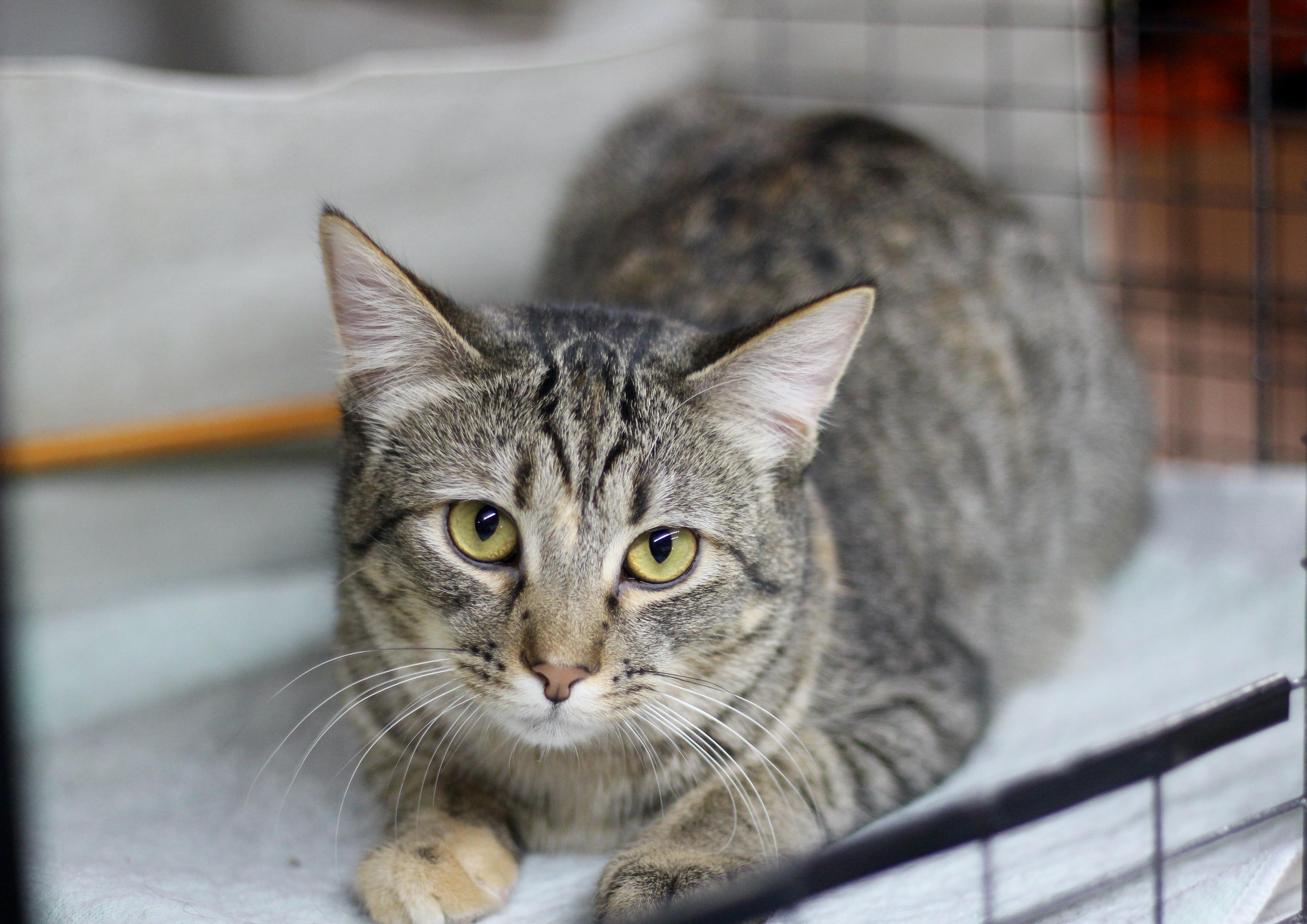 Enlarge Avery, a Adoptable Domestic Short Hair in Avon, OH image 1/3