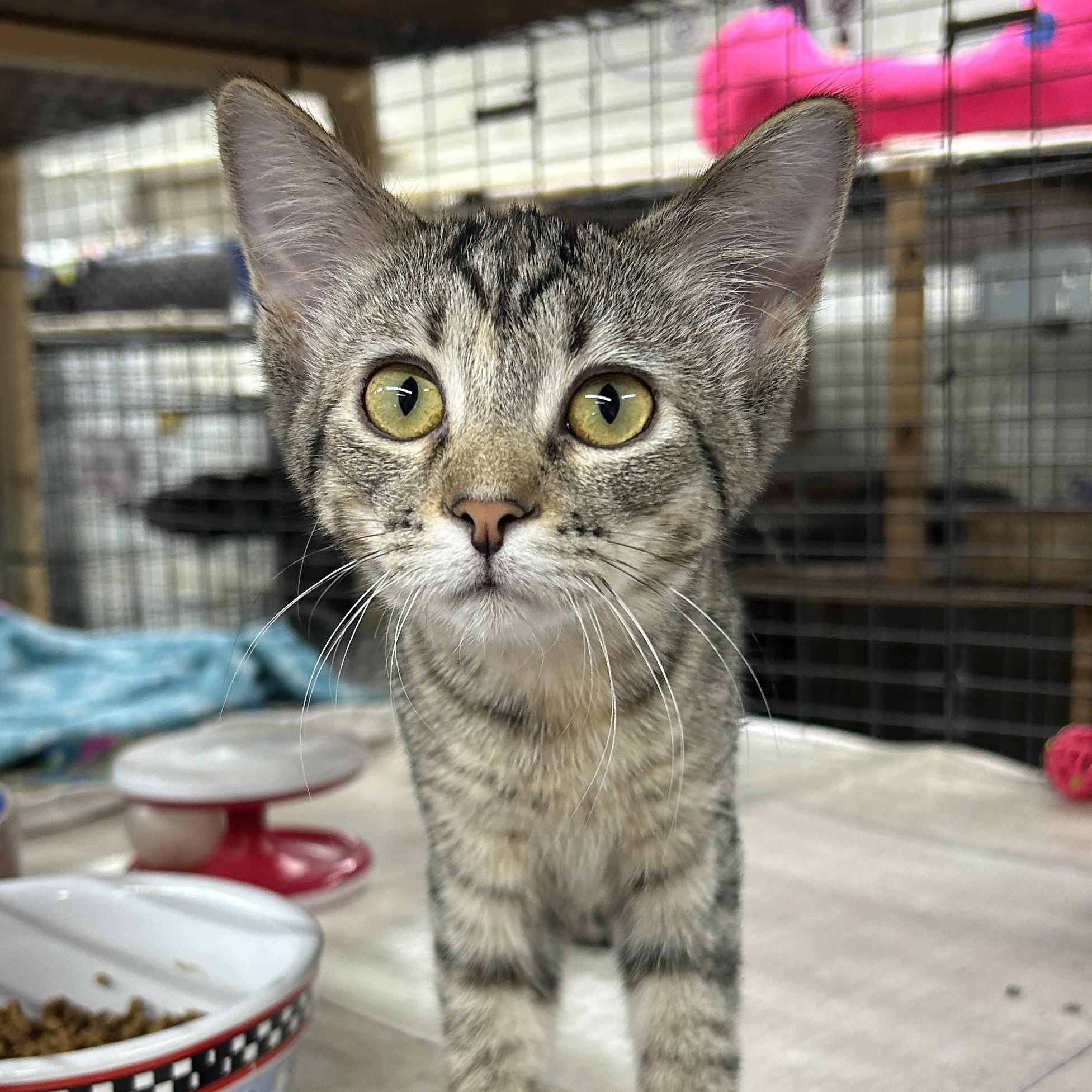 Abigail, Adoptable, Kitten Female Domestic Short Hair.