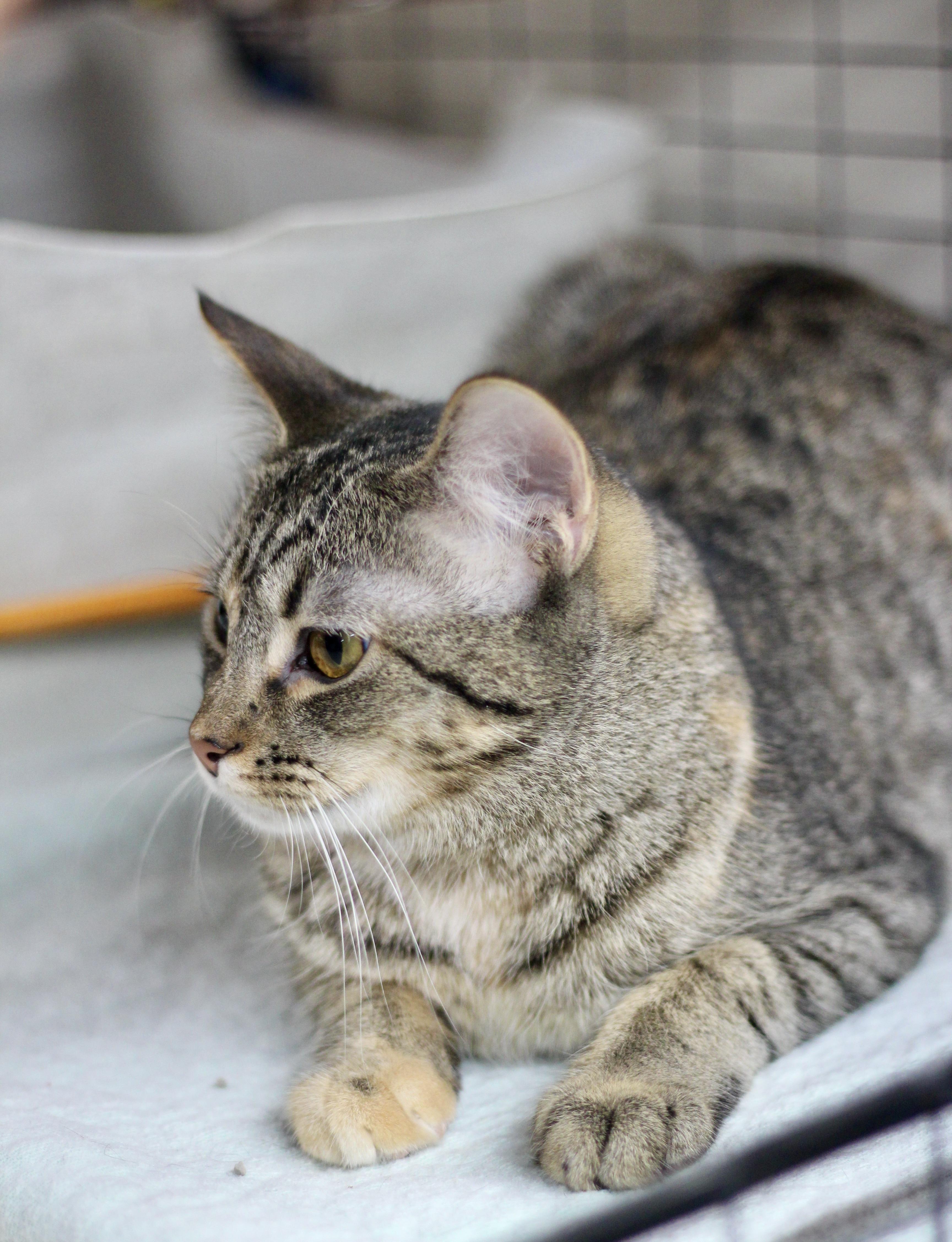 Enlarge Avery, a Adoptable Domestic Short Hair in Avon, OH image 2/3