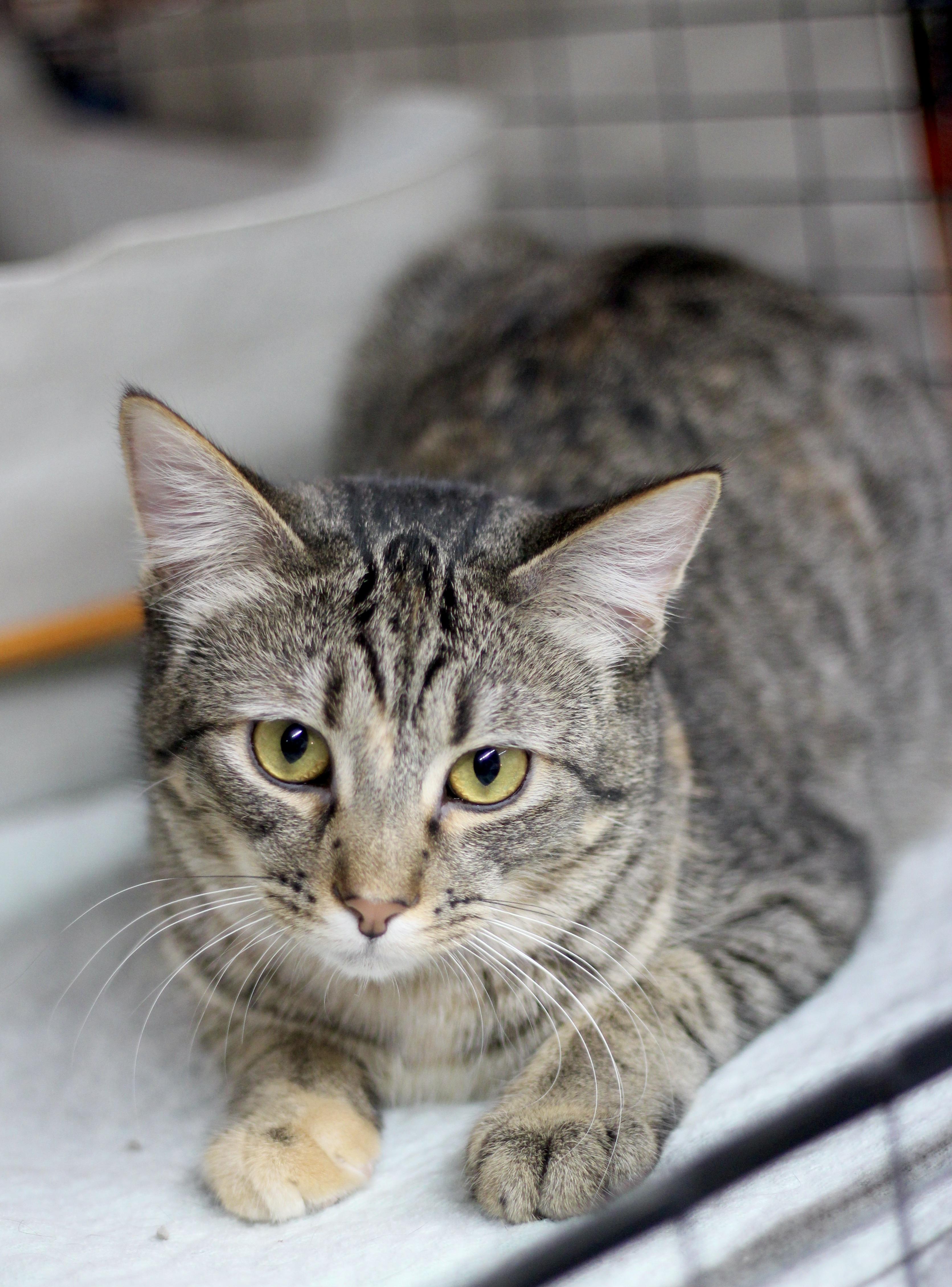 Enlarge Avery, a Adoptable Domestic Short Hair in Avon, OH image 3/3