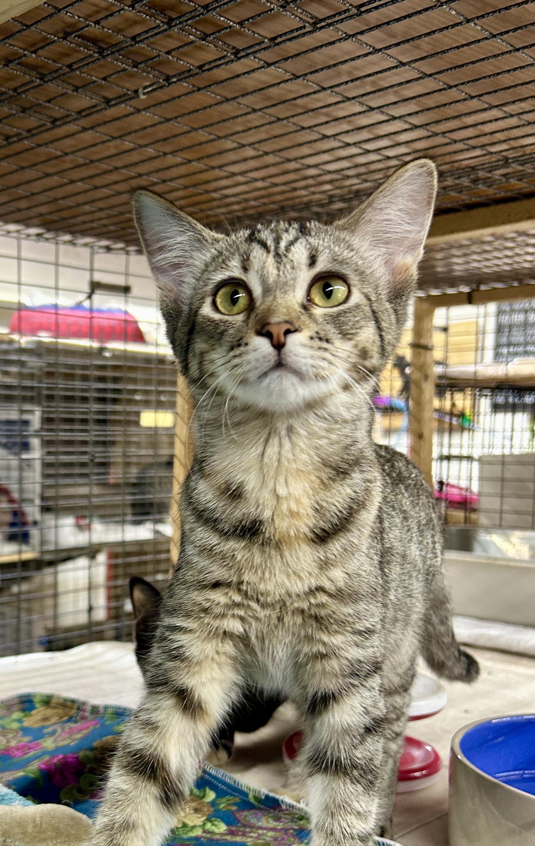 Enlarge Abigail, a Adoptable Domestic Short Hair in Avon, OH image 3/3