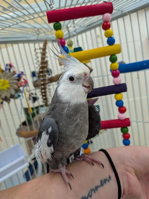 Coco- 54424 photo