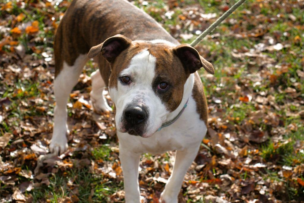 Paisley, Adoptable, Adult Female Terrier.