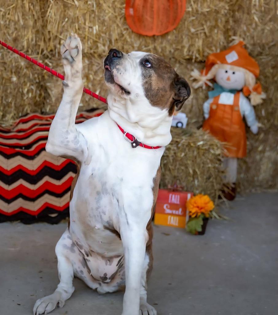 Paisley, Adoptable, Adult Female Terrier.