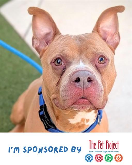 KING, Adoptable, Adult Male American Staffordshire Terrier & Mixed Breed.