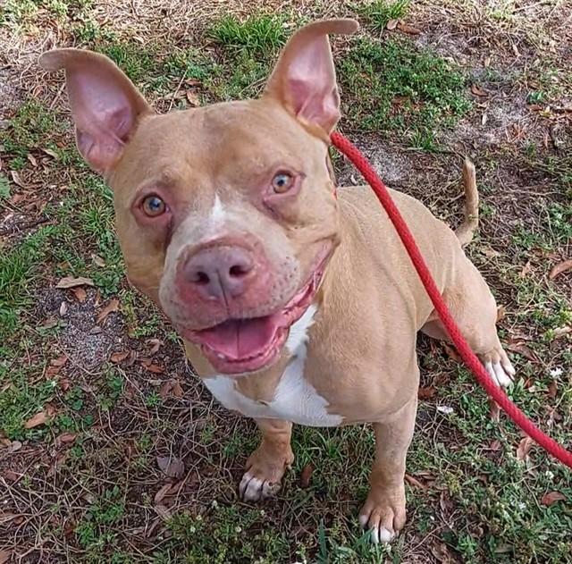 KING, Adoptable, Adult Male American Staffordshire Terrier & Mixed Breed.