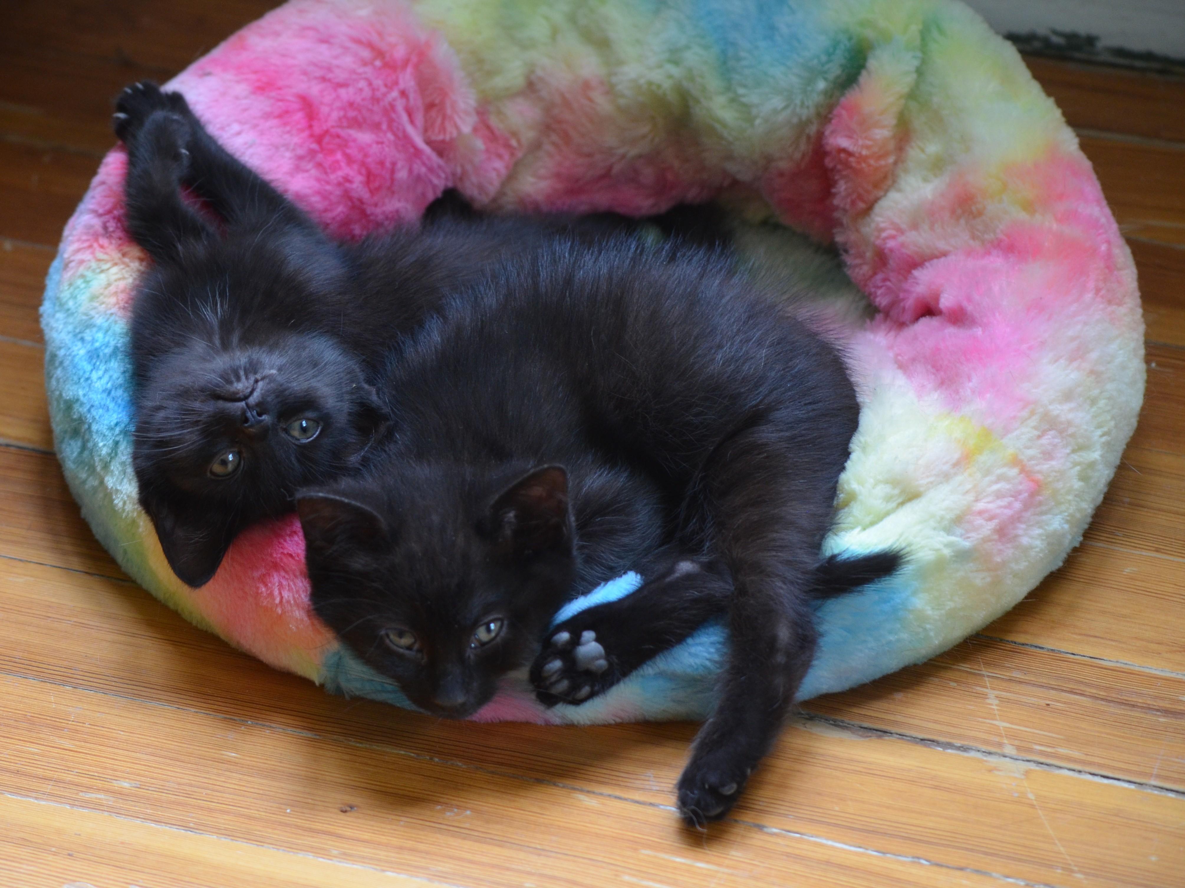 Gemini , a ADOPTABLE Domestic Short Hair in South Orange, NJ image 2/4