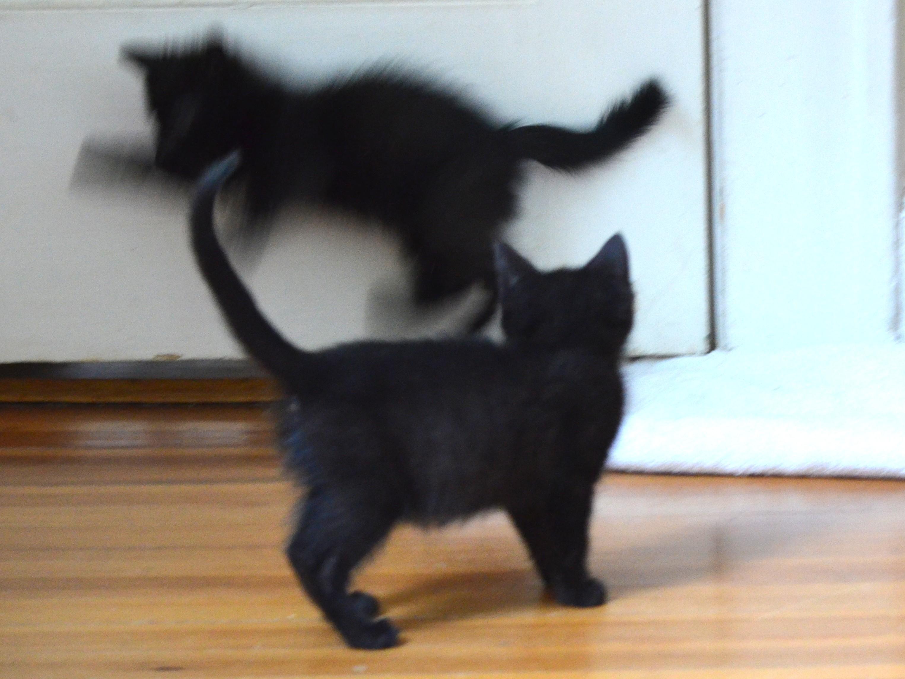 Gemini , a ADOPTABLE Domestic Short Hair in South Orange, NJ image 4/4