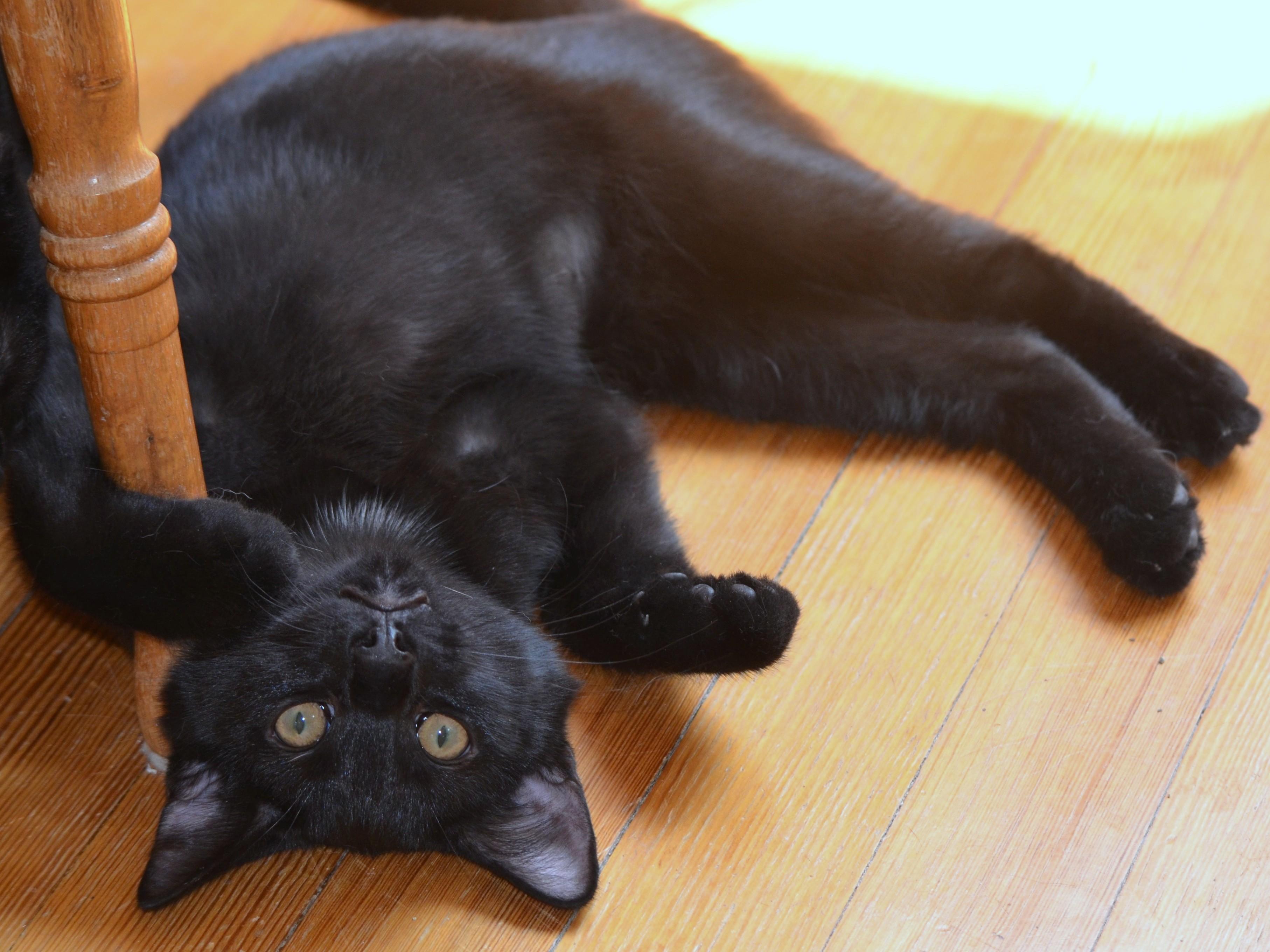 Gemini , ADOPTABLE, Kitten Female Domestic Short Hair.