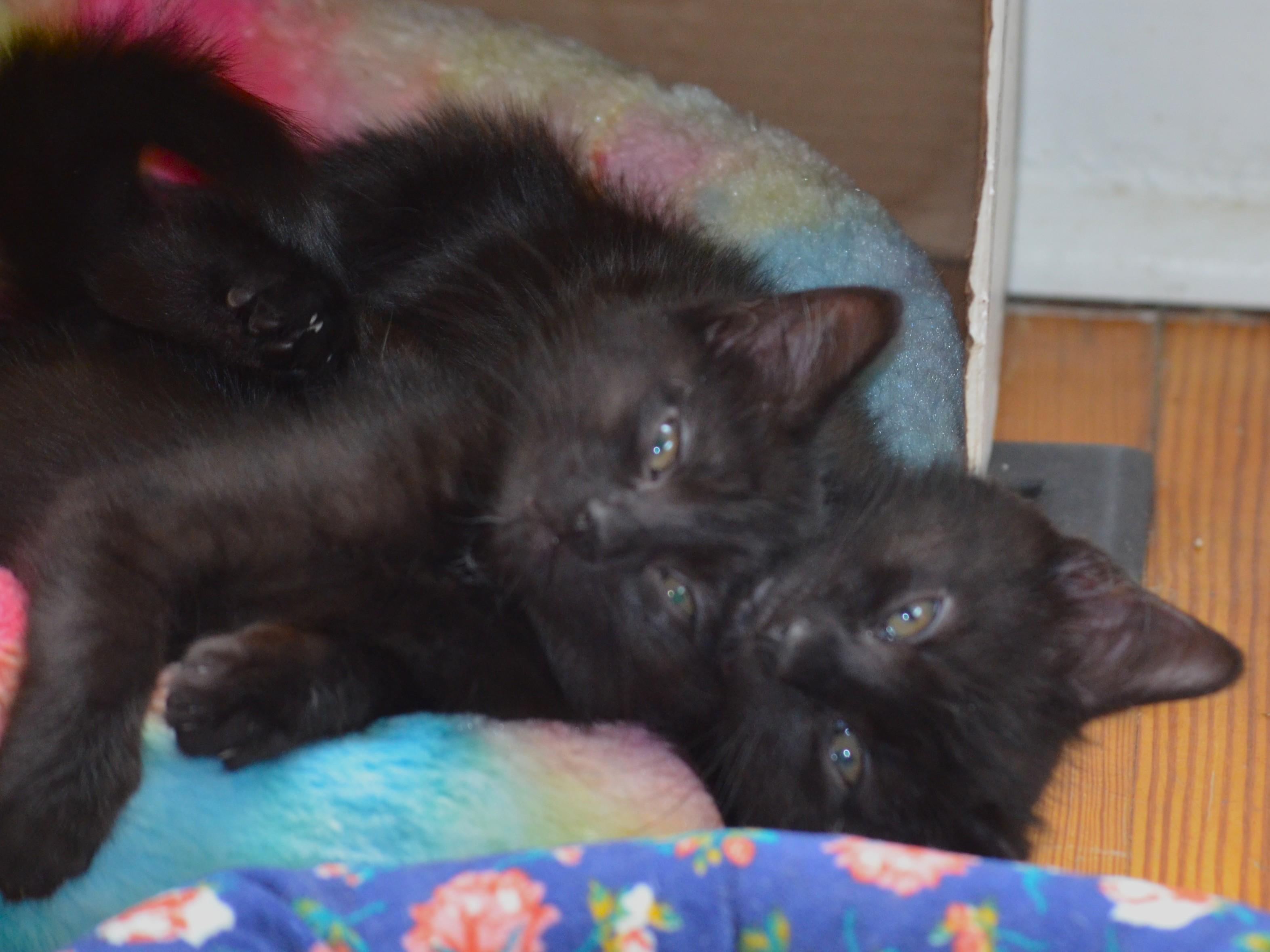 Enlarge Gemini , a ADOPTABLE Domestic Short Hair in South Orange, NJ image 2/5