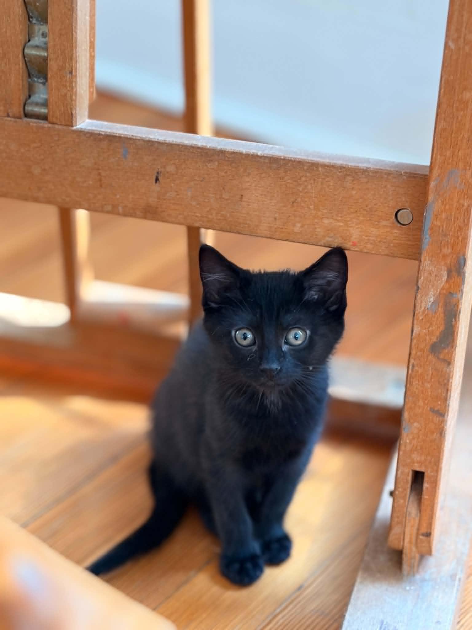 Enlarge Gemini , a ADOPTABLE Domestic Short Hair in South Orange, NJ image 5/5