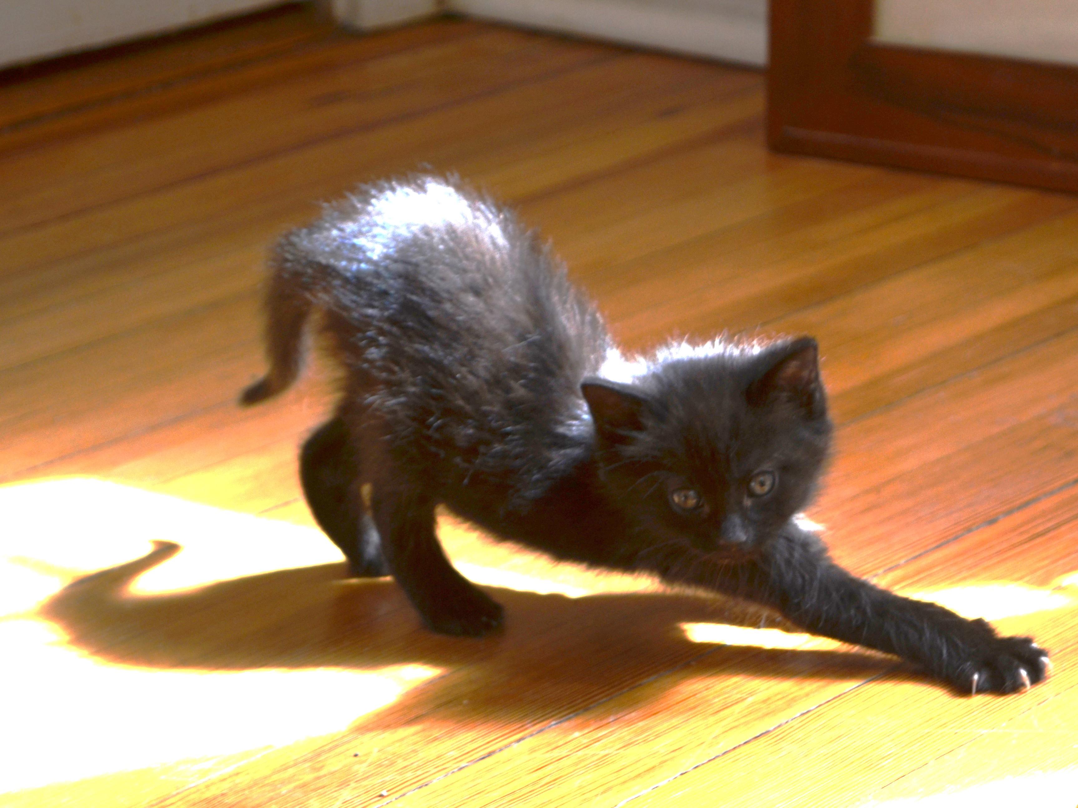 Gemini , ADOPTABLE, Kitten Female Domestic Short Hair.
