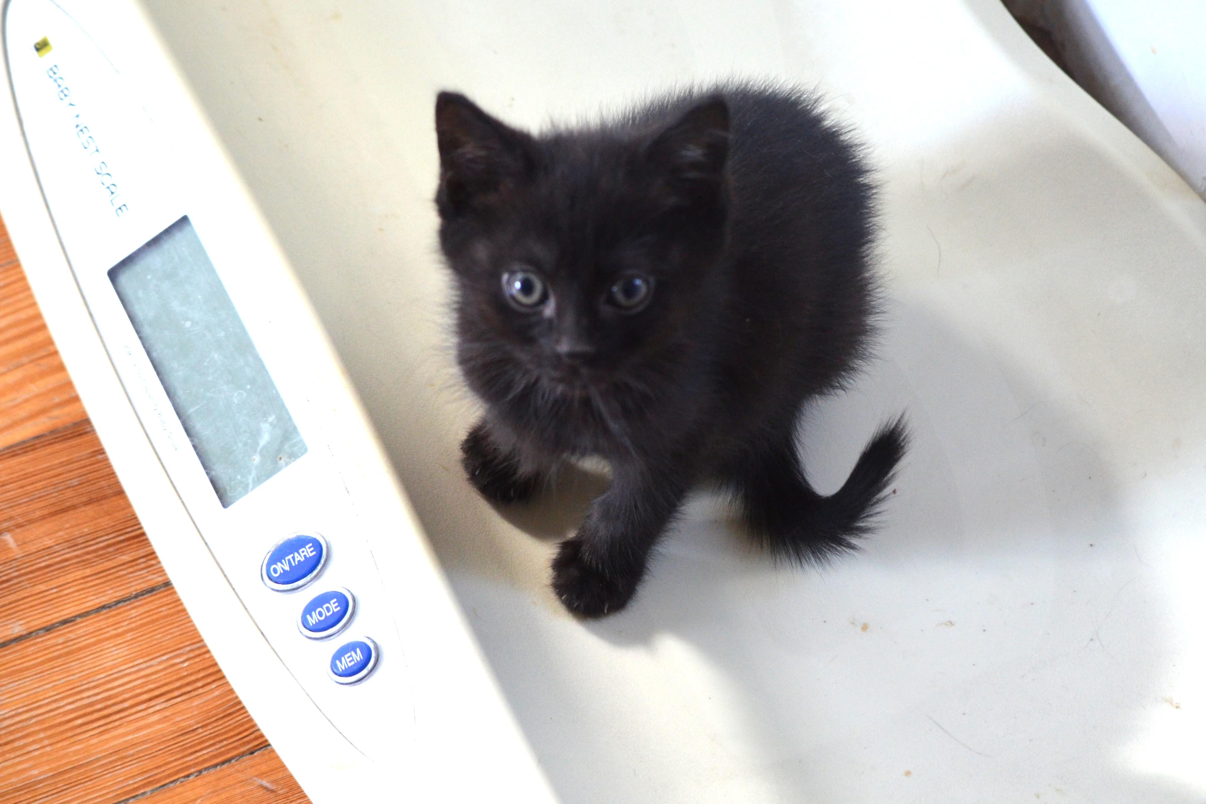 Gemini , a ADOPTABLE Domestic Short Hair in South Orange, NJ image 3/4