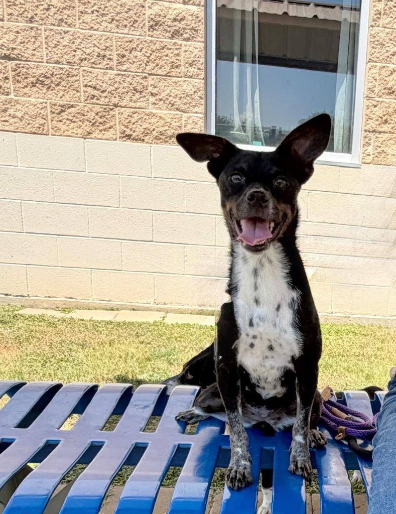 Enlarge Mahina, a Adoptable mixed breed in Belton, TX image 1/2