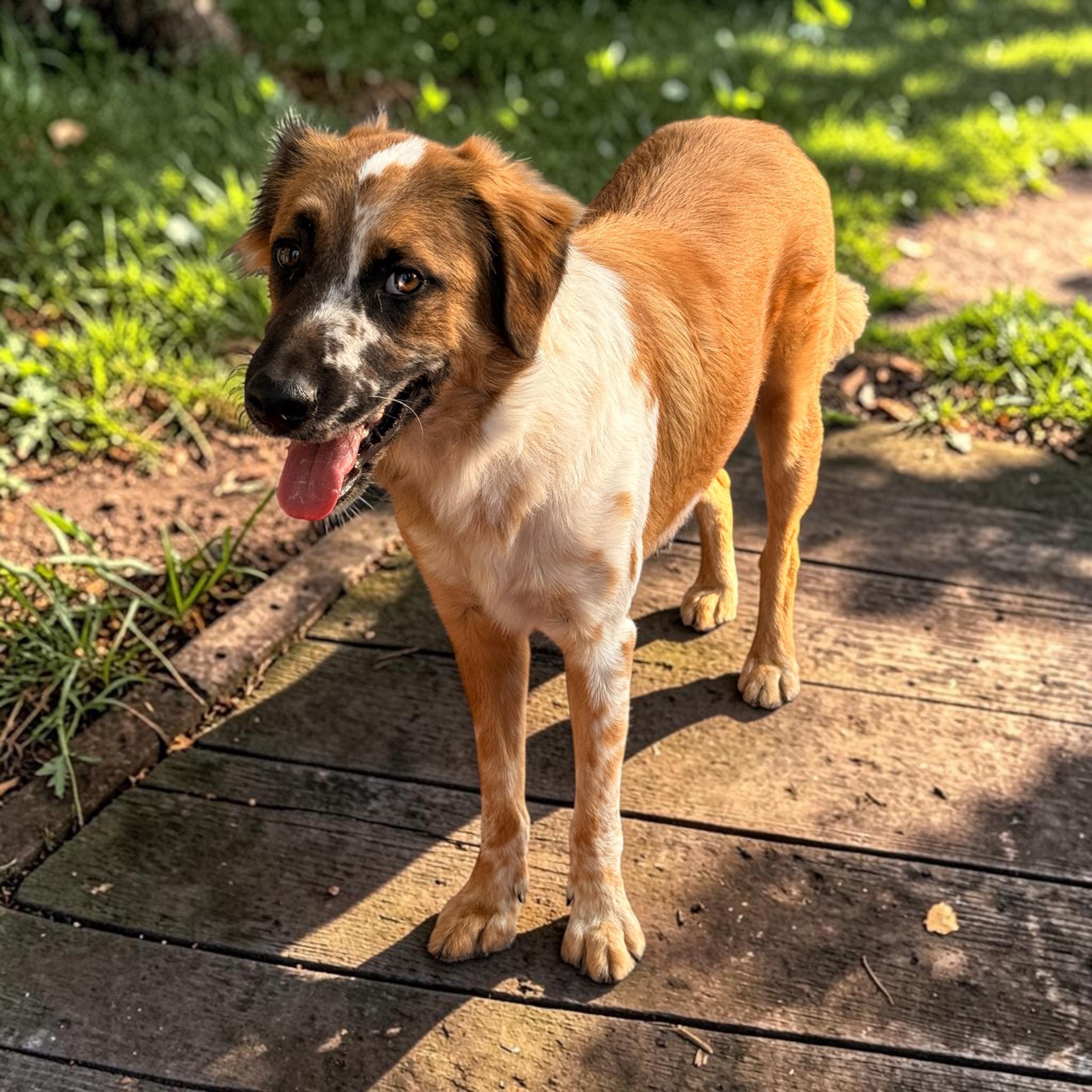 Enlarge Baron, a Adoptable mixed breed in Dallas, TX image 4/4