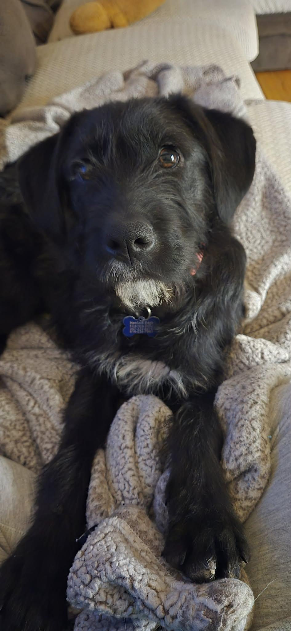 Enlarge Silly Tilly, a ADOPTABLE mixed breed in Blue Bell, PA image 2/6