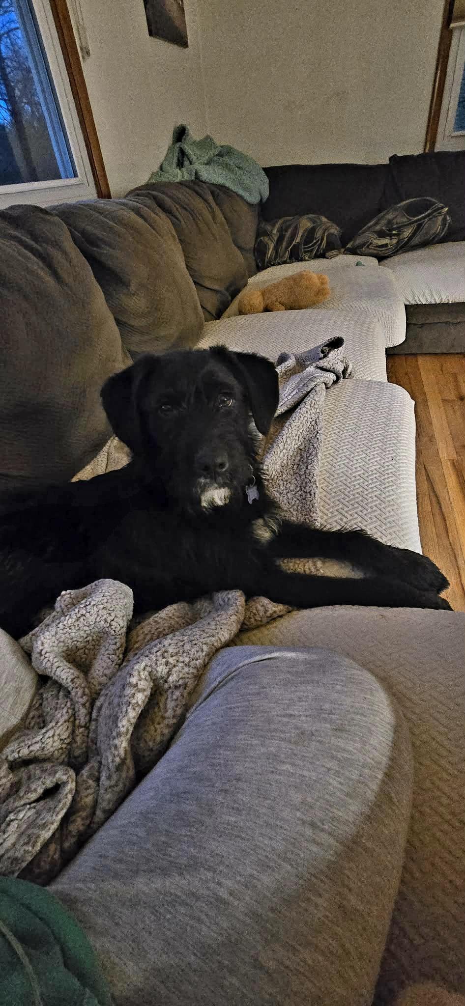 Enlarge Silly Tilly, a ADOPTABLE mixed breed in Blue Bell, PA image 3/6