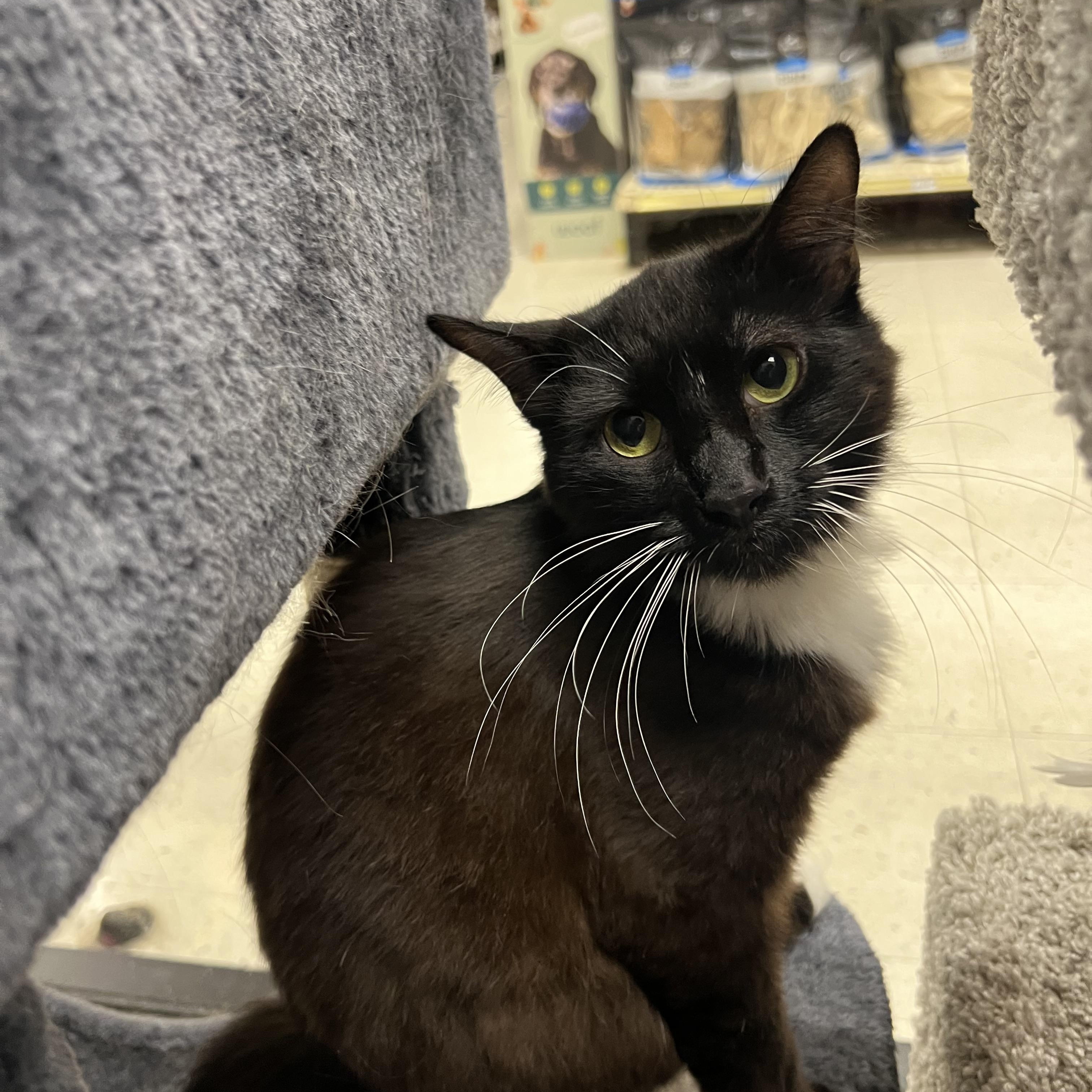 Rebel, a Adoptable Tuxedo in Richmond, VA image 1/4