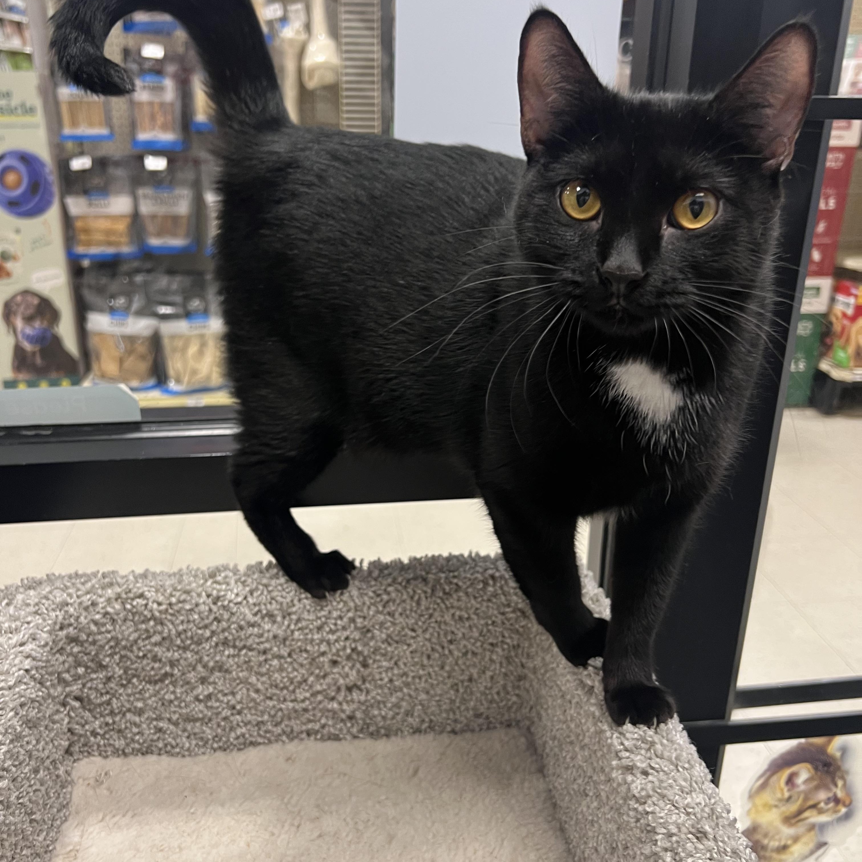 Rebel, a Adoptable Tuxedo in Richmond, VA image 4/4