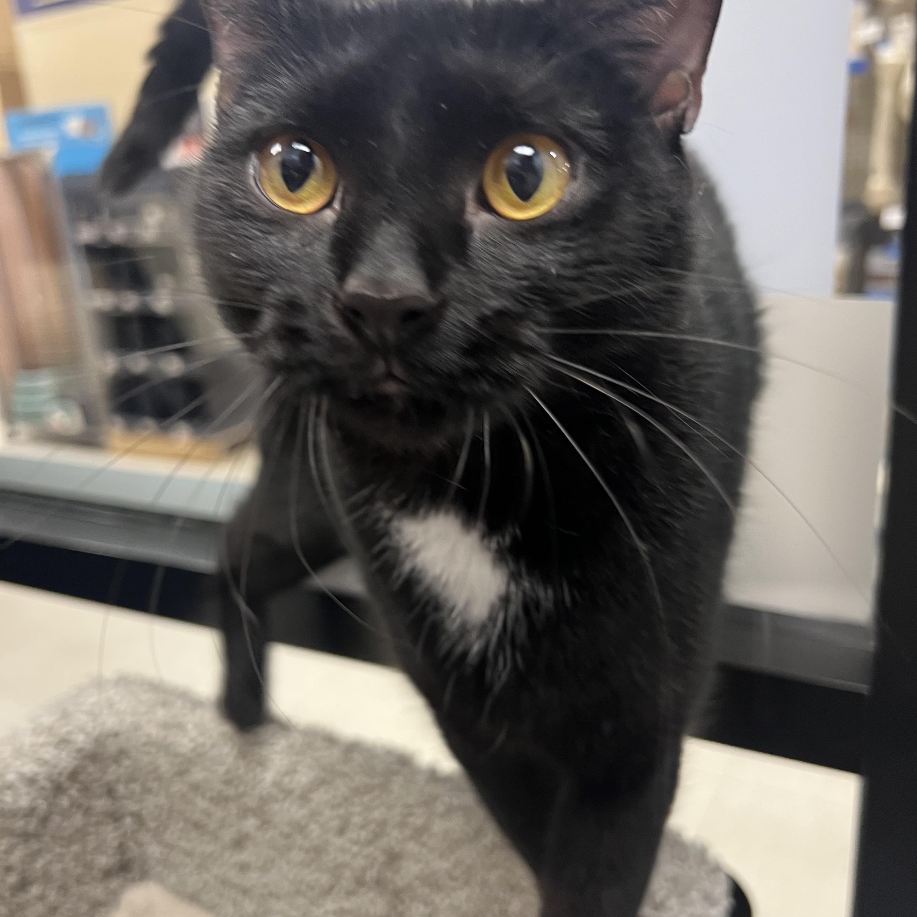 Rebel, a Adoptable Tuxedo in Richmond, VA image 3/4