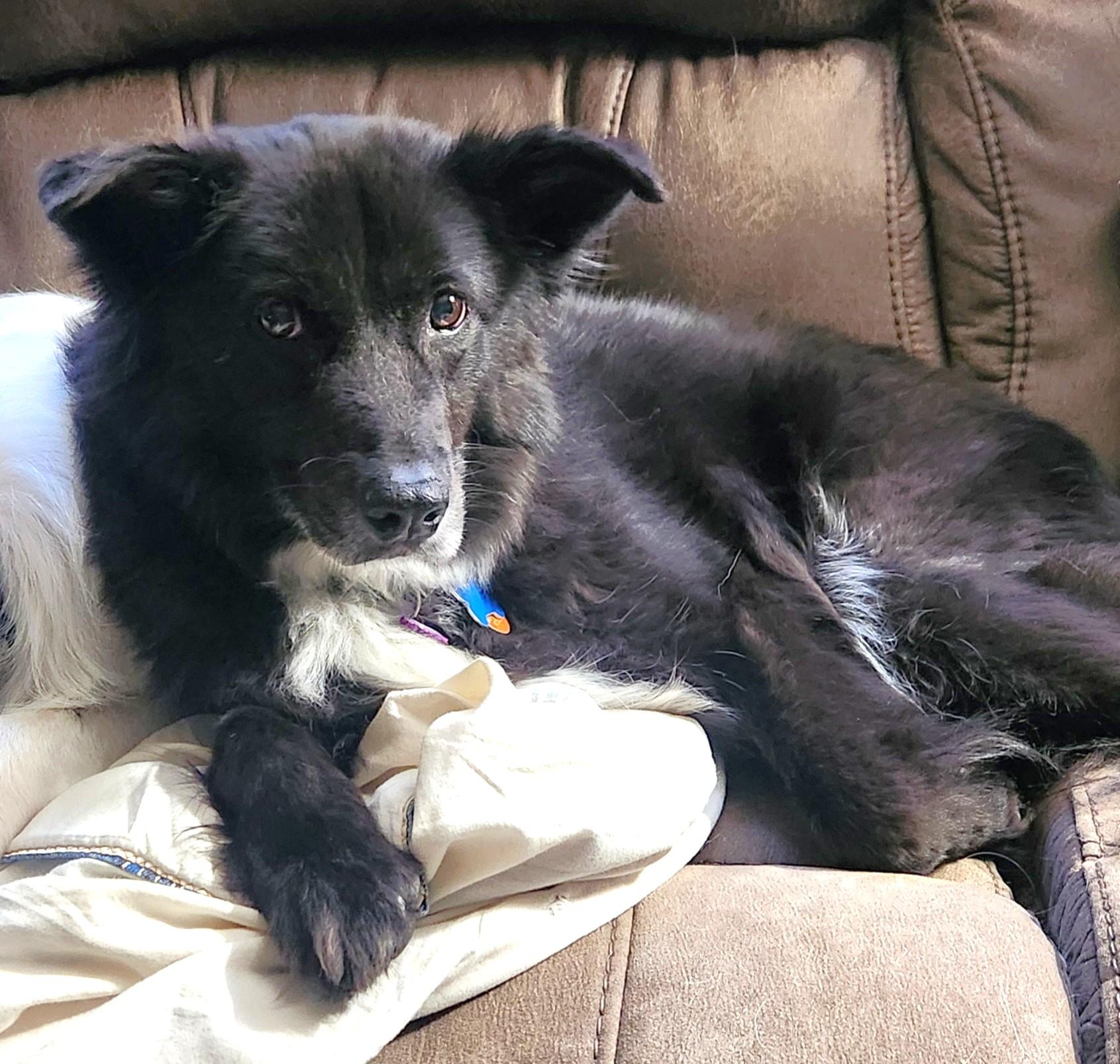 Enlarge Cupcake, a Adoptable mixed breed in Minneapolis, MN image 5/6