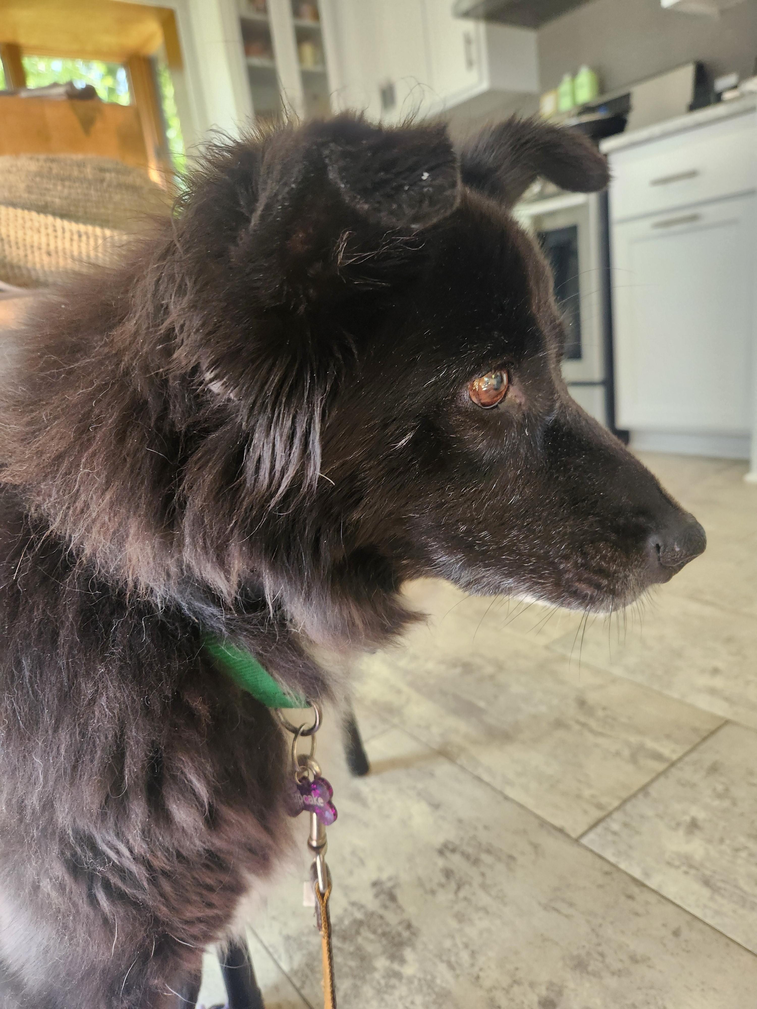 Enlarge Cupcake, a Adoptable mixed breed in Minneapolis, MN image 3/6