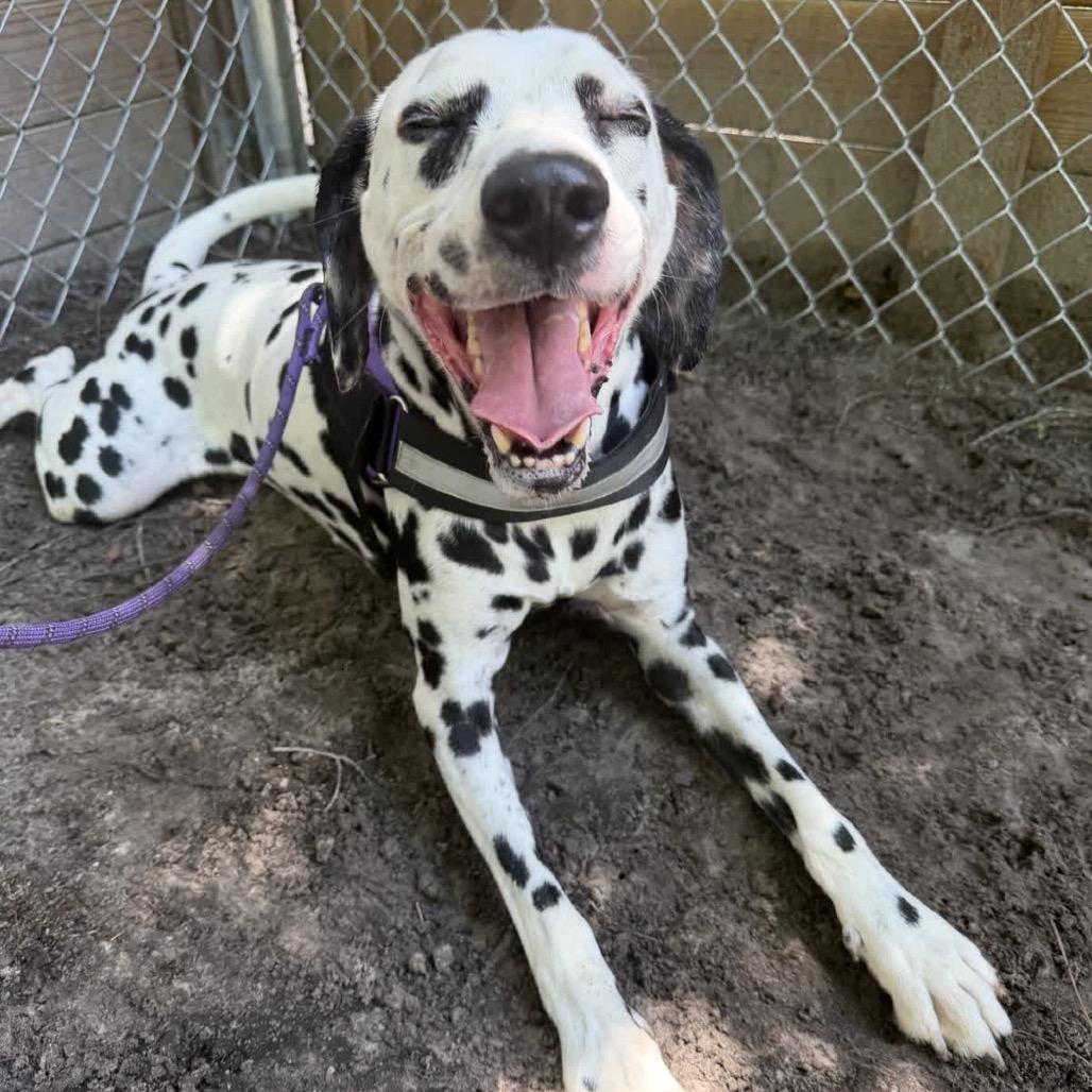 Caleb (Kane) 28007, Adoptable, Adult Male Dalmatian.