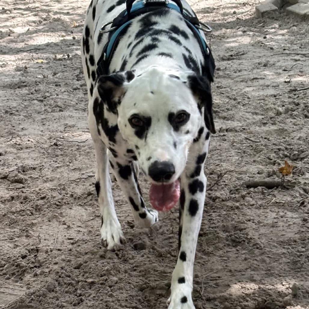 Caleb (Kane) 28007, Adoptable, Adult Male Dalmatian.