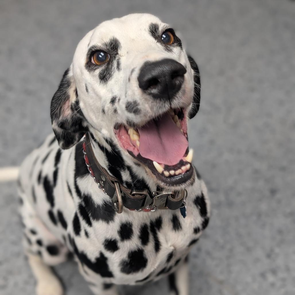 Enlarge Caleb (Kane) 28007, a Adoptable Dalmatian in Middleburg, FL image 2/4