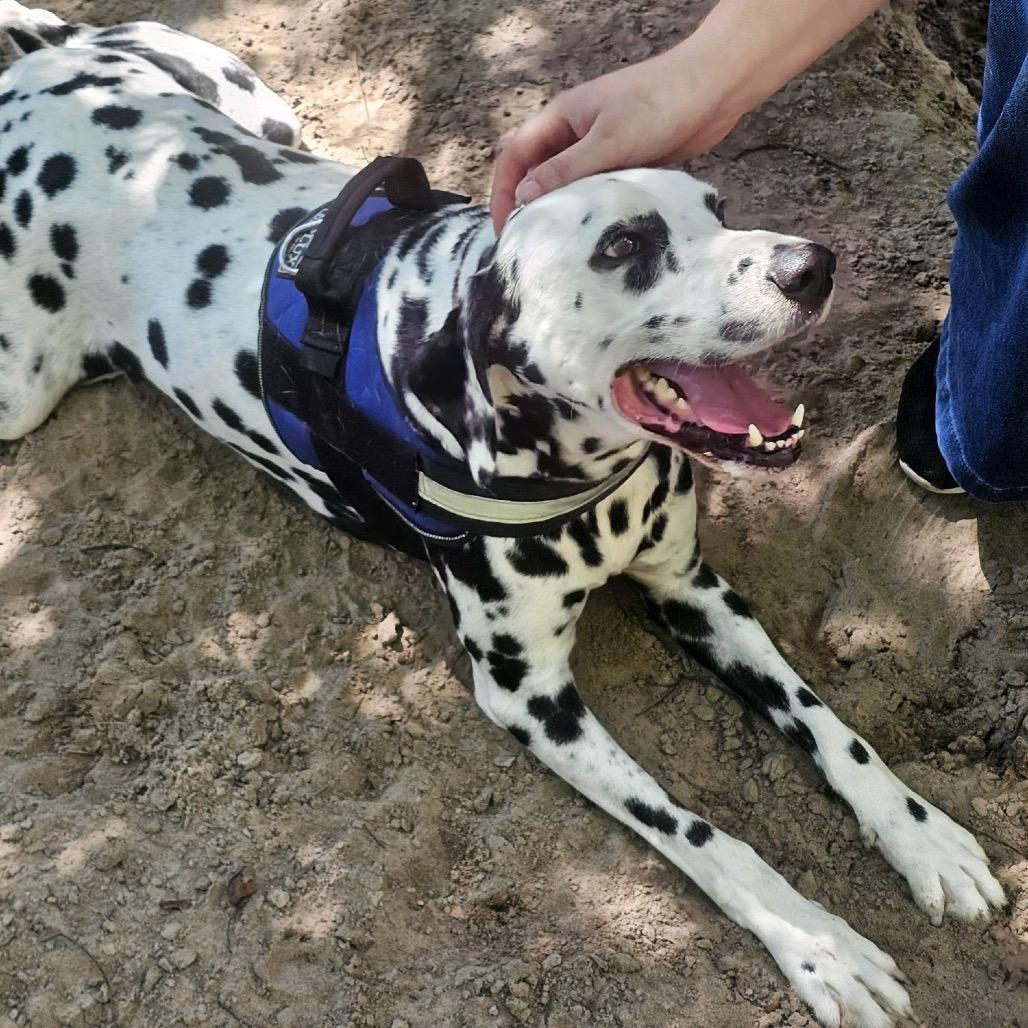 Enlarge Caleb (Kane) 28007, a Adoptable Dalmatian in Middleburg, FL image 3/4