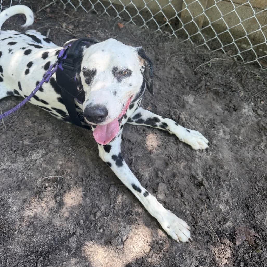 Caleb (Kane) 28007, a Adoptable Dalmatian in Middleburg, FL image 5/6
