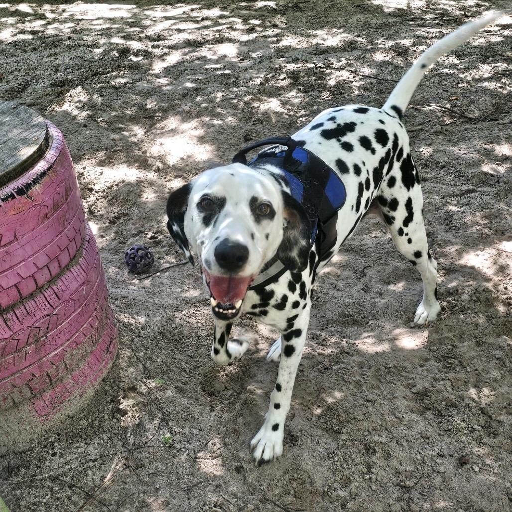 Enlarge Caleb (Kane) 28007, a Adoptable Dalmatian in Middleburg, FL image 4/4