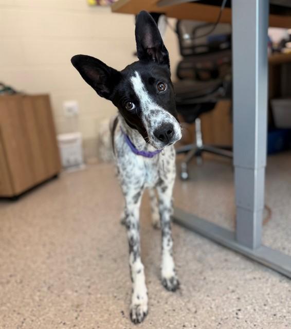 SUMMER, Adoptable, Puppy Female Australian Cattle Dog / Blue Heeler.