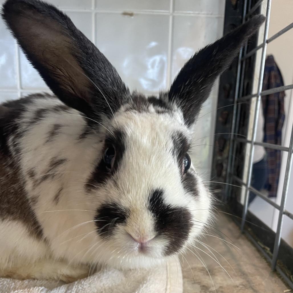 Enlarge Willie (bonded to Hank), a Adoptable American in West Des Moines, IA image 1/2