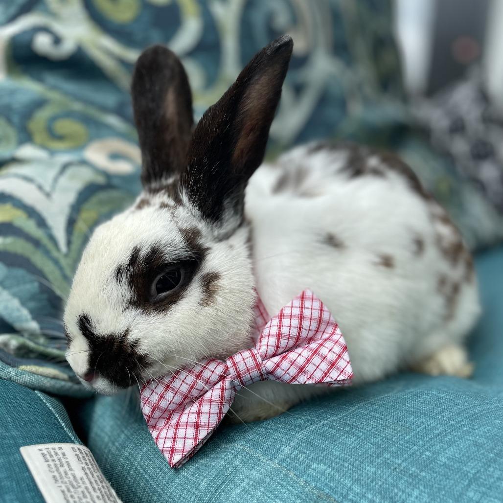 Enlarge Willie (bonded to Hank), a Adoptable American in West Des Moines, IA image 2/2