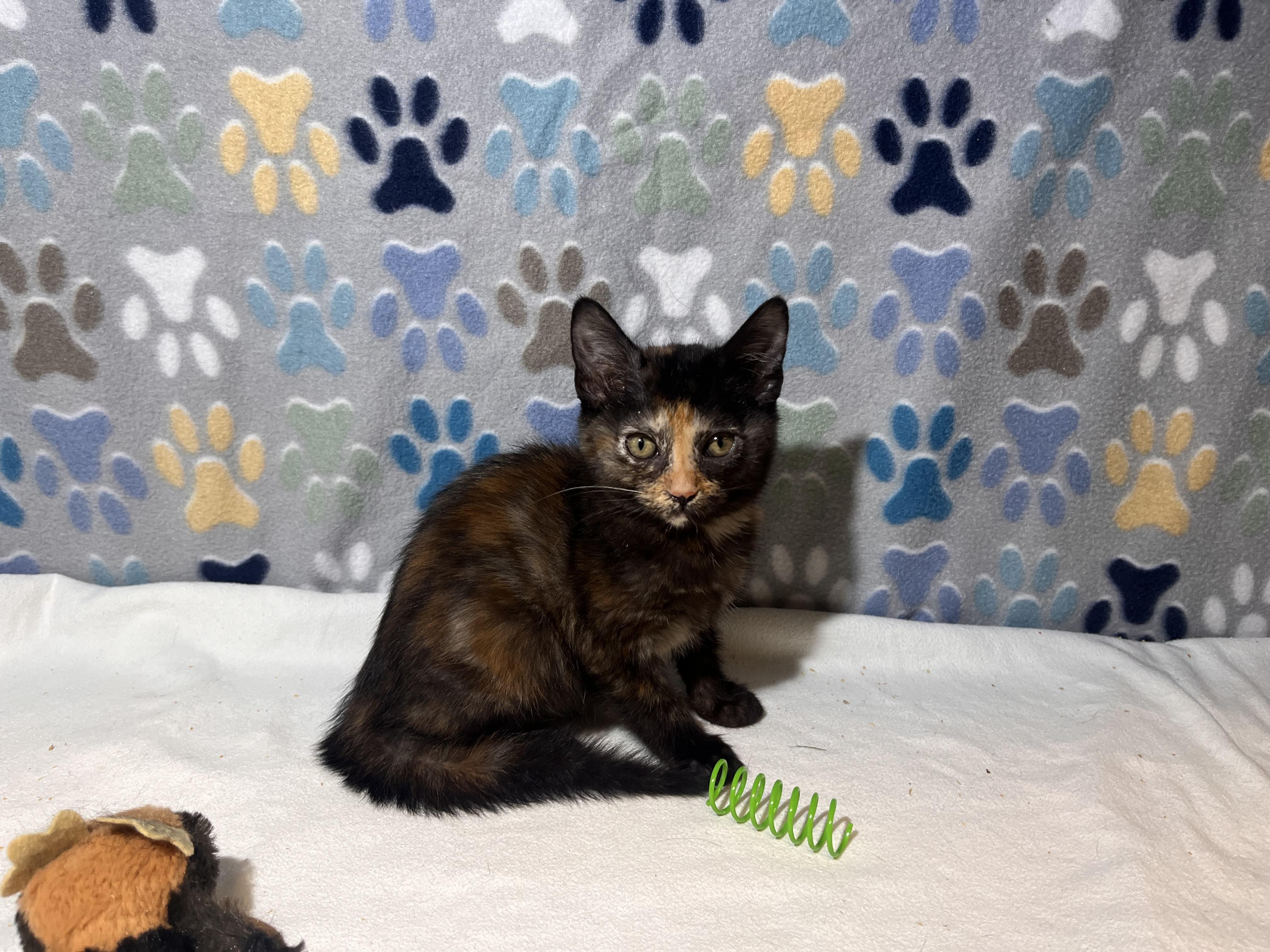 Enlarge Varna, a Adopted Domestic Short Hair in Goodlettsville, TN image 1/3