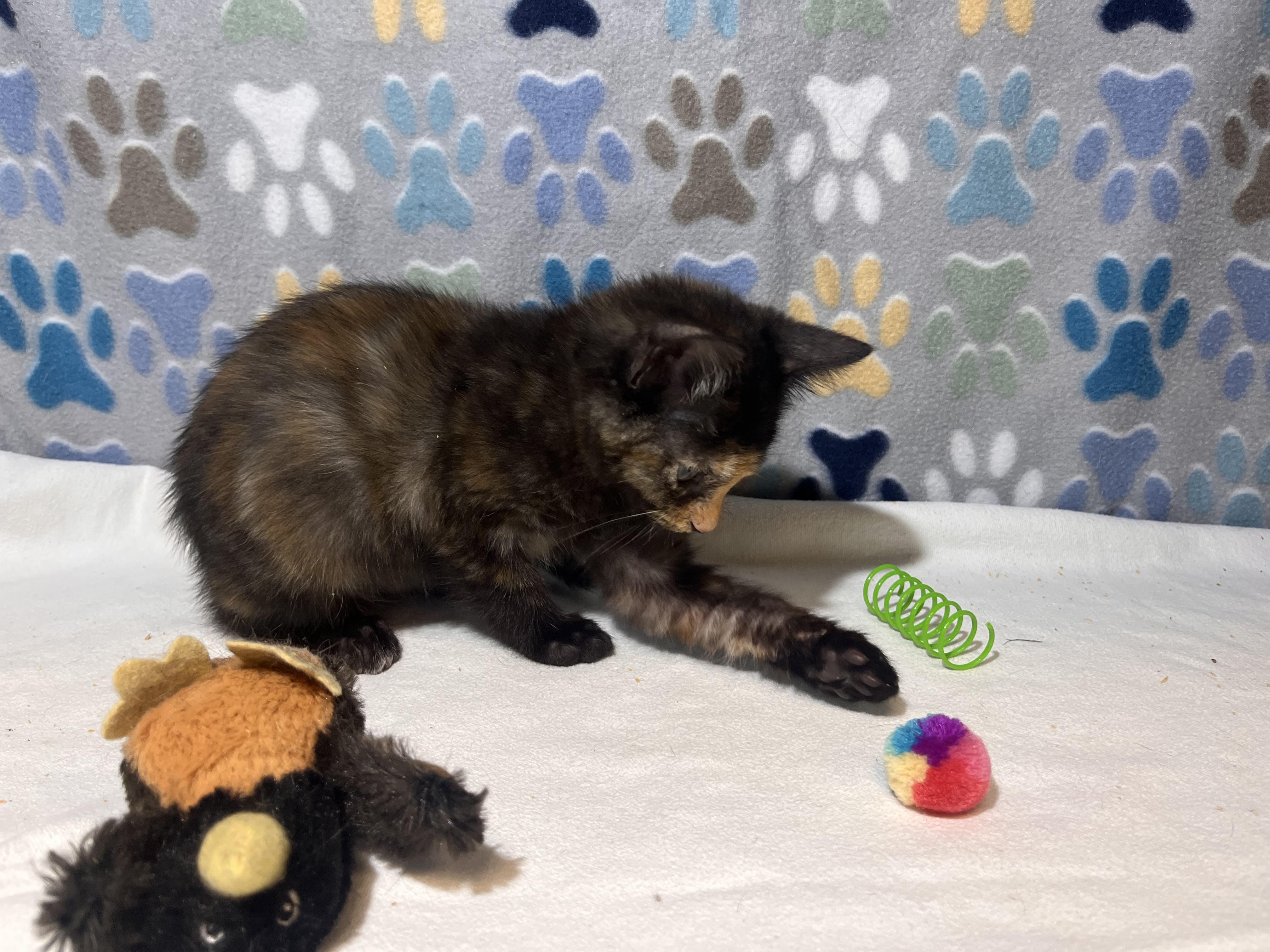 Enlarge Varna, a Adopted Domestic Short Hair in Goodlettsville, TN image 2/3