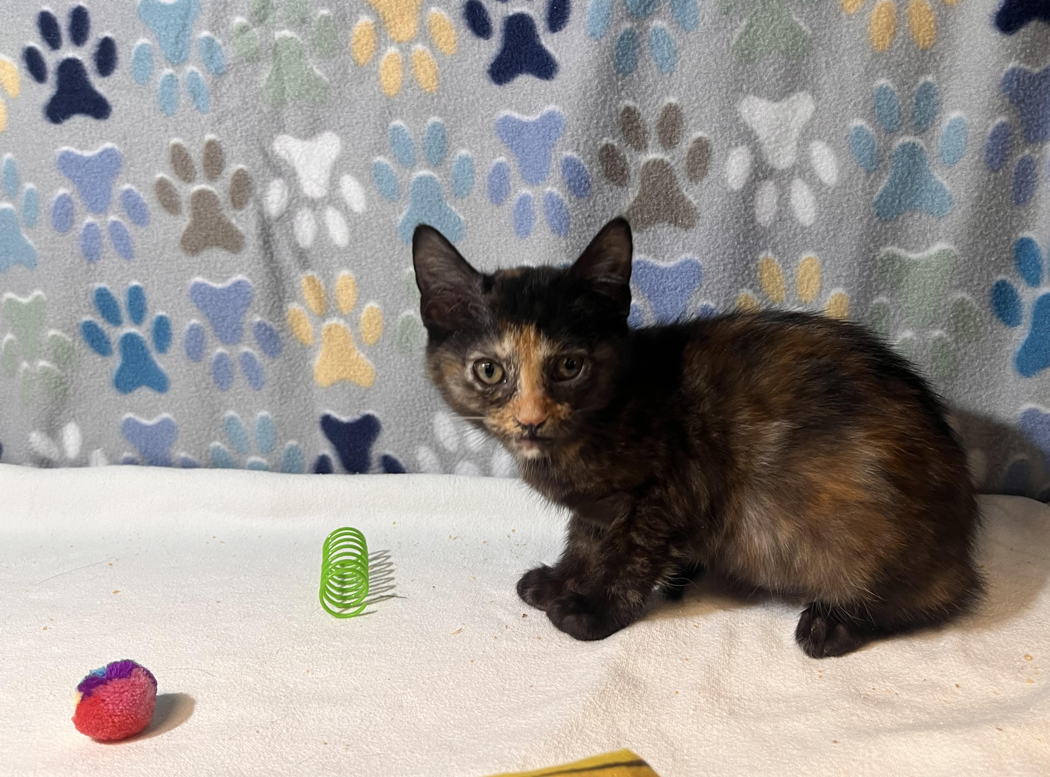 Enlarge Varna, a Adopted Domestic Short Hair in Goodlettsville, TN image 3/3