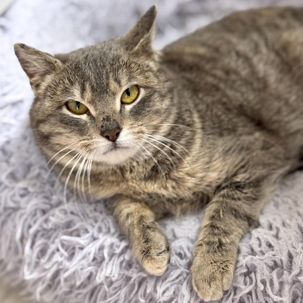 Greysen — thumbnail 2