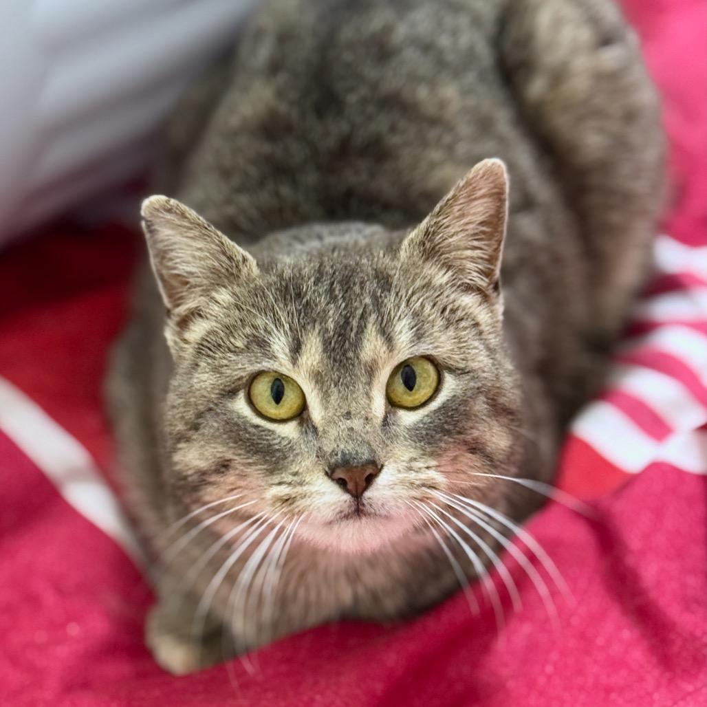 Greysen — thumbnail 4