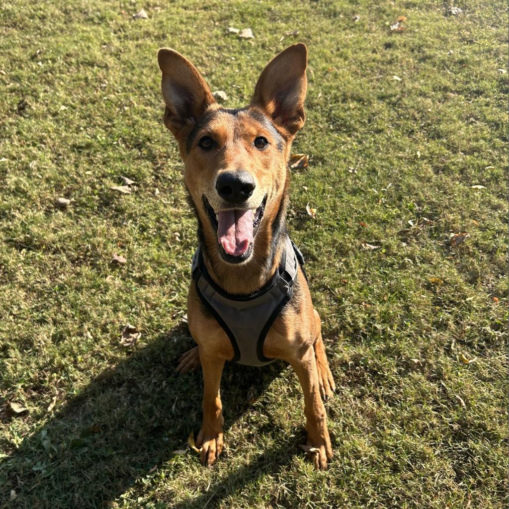 Arrow, Adoptable, Adult Female Mixed Breed.